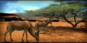 دانلود بازی Afrika برای PS3 | تاپ 2 دانلود