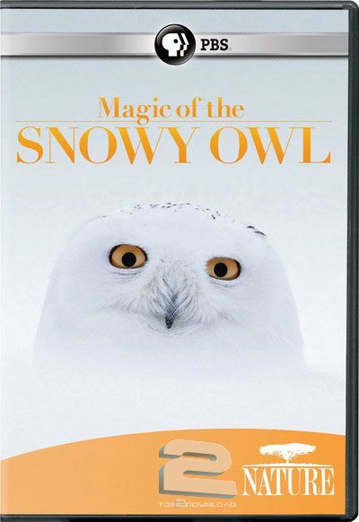 دانلود مستند PBS - Nature: Magic of the Snowy Owl 2012