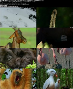 PBS - Nature: Love in the Animal Kingdom | تاپ 2 دانلود