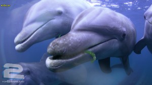 BBC - Dolphins: Spy in the Pod | تاپ 2 دانلود