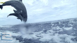 BBC - Dolphins: Spy in the Pod | تاپ 2 دانلود